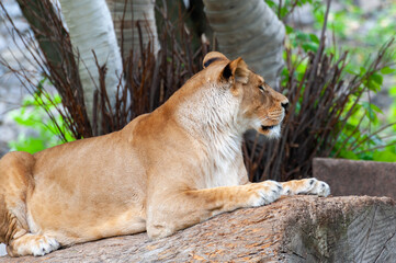 Close Up picture of a lion.