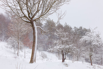 Schneesturm am Wolfstein