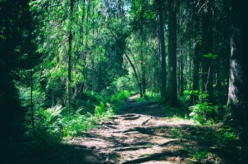 footpath in the forest