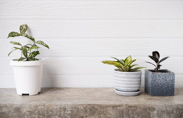 Houseplants  air purifier tree Ficus Elastica Burgundy or Rubber Plant,Dracaena surculosa and Snake plant in modern container   on concrete table with white wooden wall background