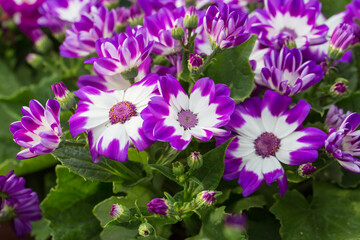 Obraz premium Colorful flowers cineraria blooming outdoors in spring，Pericallis hybrida