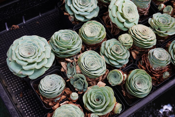 Colorful various multicolored succulents in pot at garden.
Top view.        