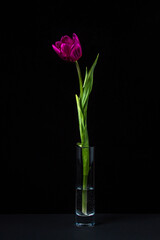 Naklejka na ściany i meble Tulip on a dark background. One flower on a black background. Spring Flower. Tulip in a glass of water.