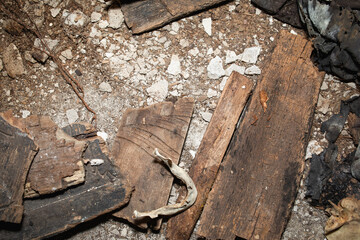 Human bones, fragments of clothing, coffins in the ruined tomb of the Sicinski family, royal...