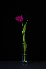 Tulip on a dark background. One flower on a black background. Spring Flower. Tulip in a glass of water.