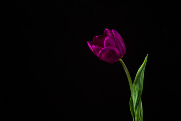 Tulip on a dark background. Lilac tulip on a black background. Spring Flower.