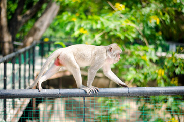 A monkey walking at the zoo