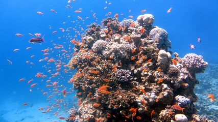 Fototapeta na wymiar Red fish and coral reefs during a scuba dive