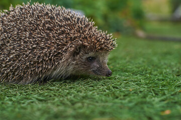 Hedgehog on the background of green grass