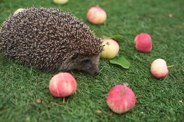 Hedgehog on the background of green grass