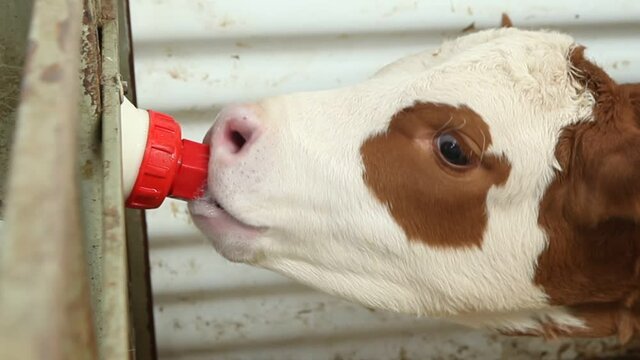 A farmer does drink milk to calf cub by bottle to make it grow strong and robust healthy.
