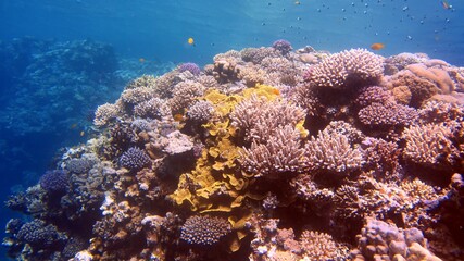Red fish and coral reefs during a scuba dive