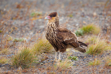 Juvenile Crested Caracara (Polyborus plancus) standing on the ground
