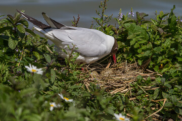 A Black Headed Gull turning an egg on the nest - 418879053