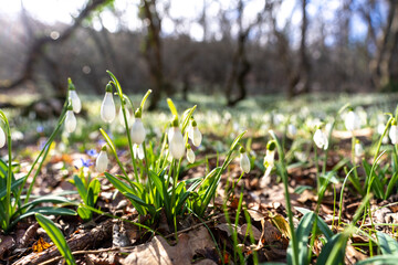 Snowdrops or Galanthus nivalis in the sunlight. A large field of snowdrops in the spring forest.
