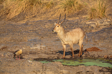 Waterbuck (Kobus ellipsiprymnus) male standing at a water well