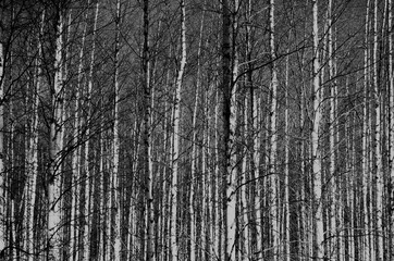 Obraz premium old wood texture