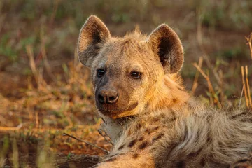 Foto op Aluminium Gevlekte hyena (Crocuta crocuta) portret van een welp in warm middaglicht © Chris