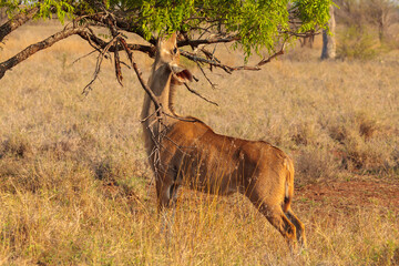 Greater Kudu (Tragelaphus strepsiceros) female foraging on the leaves of a tree