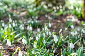 Snowdrops or Galanthus nivalis in the sunlight. A large field of snowdrops in the spring forest.