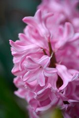 Common hyacinth