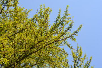 Ginkgo tree