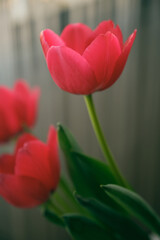 red tulips in a vase