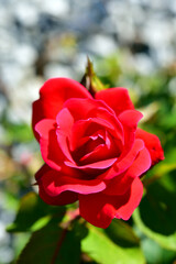 Wild rose