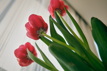 red tulips in a vase