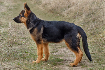 Side View German Shepherd Puppy 3 Months Old
