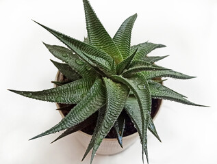 Closeup of Haworthia limifolia. Beautiful desert plant