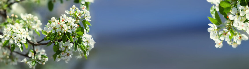 Blooming branch of a apple tree on a blurred gentle blue background at sunny day. Beautiful abstract spring panoramic banner background with copyspace.