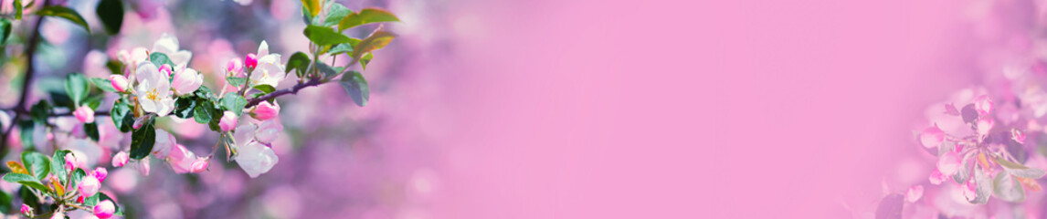 Blooming branch of a apple tree with both sides of a frame on a blurred gentle pink background at sunny day. Beautiful abstract spring panoramic banner background with copyspace.