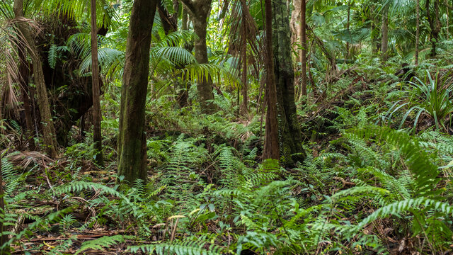 Tropical jungle at Ile de la Reunion