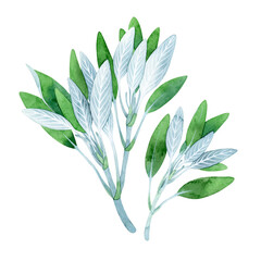 Isolated watercolor sprigs of fresh sage on white background