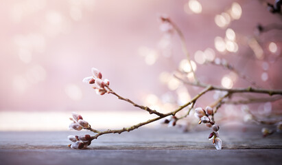 willow branch on the table on a wooden background