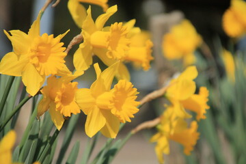 Jonquilles jaunes au printemps