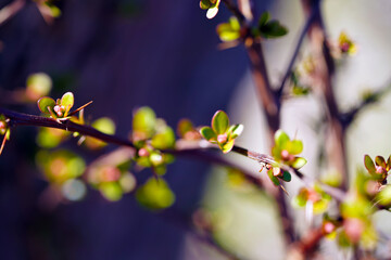 baum, frühling, blume, aufblühen, cherry, natur, ast, pflanze, pink, blühen, sakura, blume, schönheit, blatt, weiß, green, floral, jahreszeit, himmel, garden, flora, schön, bud, wachstum