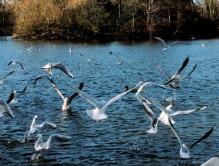 flock of seagulls on the lake