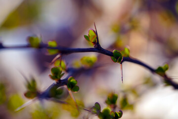 baum, frühling, blume, aufblühen, cherry, natur, ast, pflanze, pink, blühen, sakura, blume, schönheit, blatt, weiß, green, floral, jahreszeit, himmel, garden, flora, schön, bud, wachstum