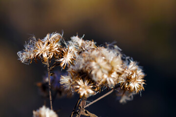 natur, blume, pflanze, löwenzahn, makro, abtrocknen, frühling, distel, saat, green, gras, saat, flora, unkraut, blume, herbst, sommer, dorn, weiß, garden, wind, wild, close up, cactuses, jahreszeit
