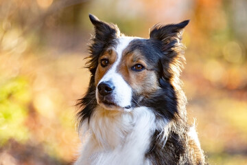 Border Collie 