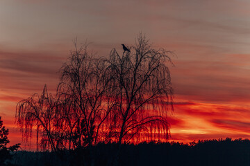 Birch with a bird sitting on a branch against a background of sunset