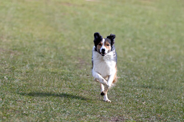 Obraz premium Border Collie 