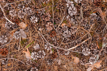 Top view of pine cones and needles scattered on the ground as a natural carpet