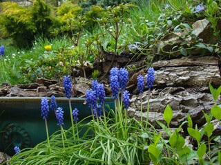 Blue Muscari flowers in the spring garden, embedded between the grass and the mulch treatment in...
