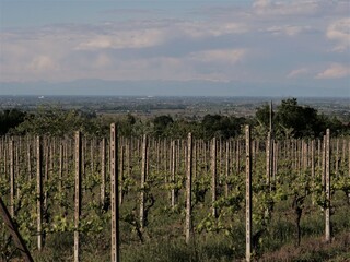Vineyards landscape