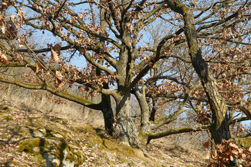oak tree