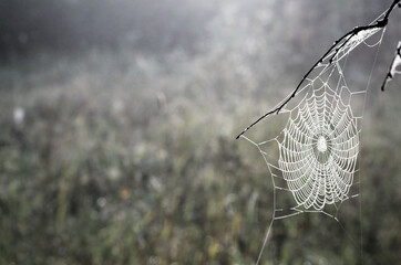 spider web in the misty morning