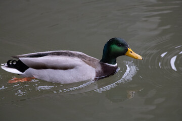 Canard